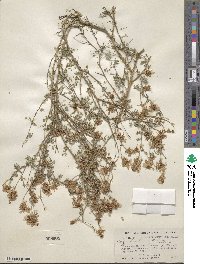 Dalea frutescens image