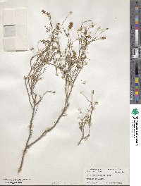 Dalea frutescens image