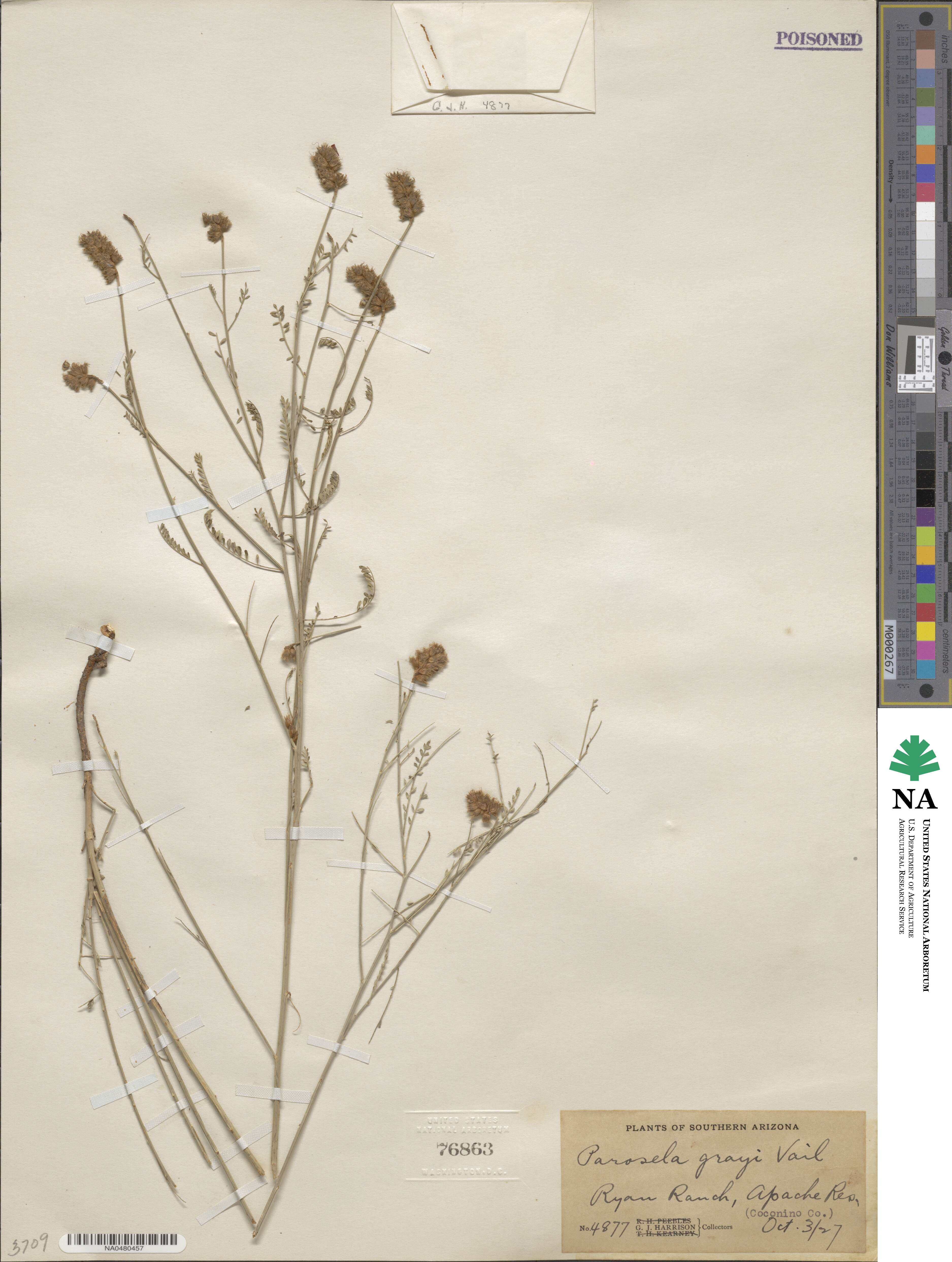 Dalea grayi image