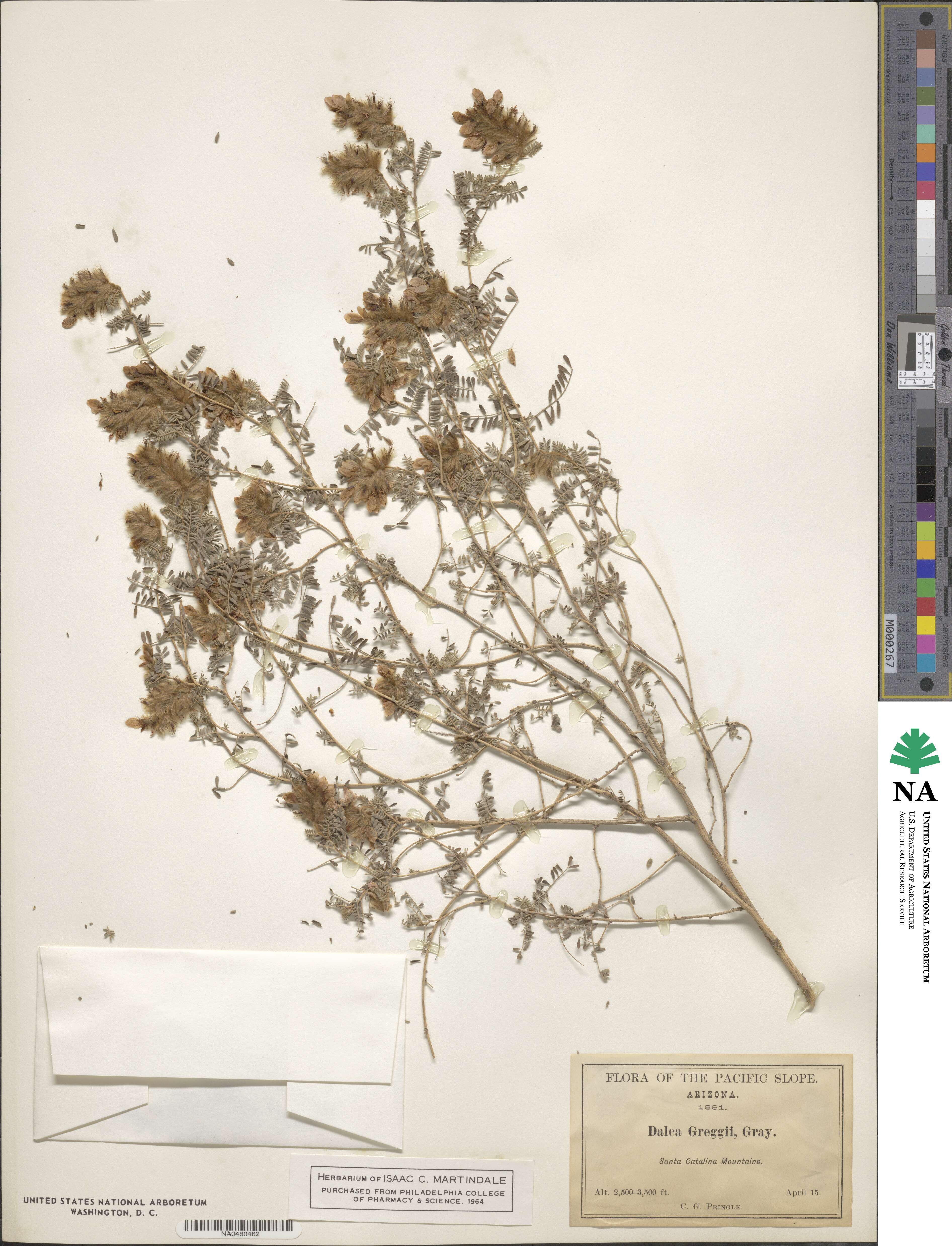 Dalea greggii image
