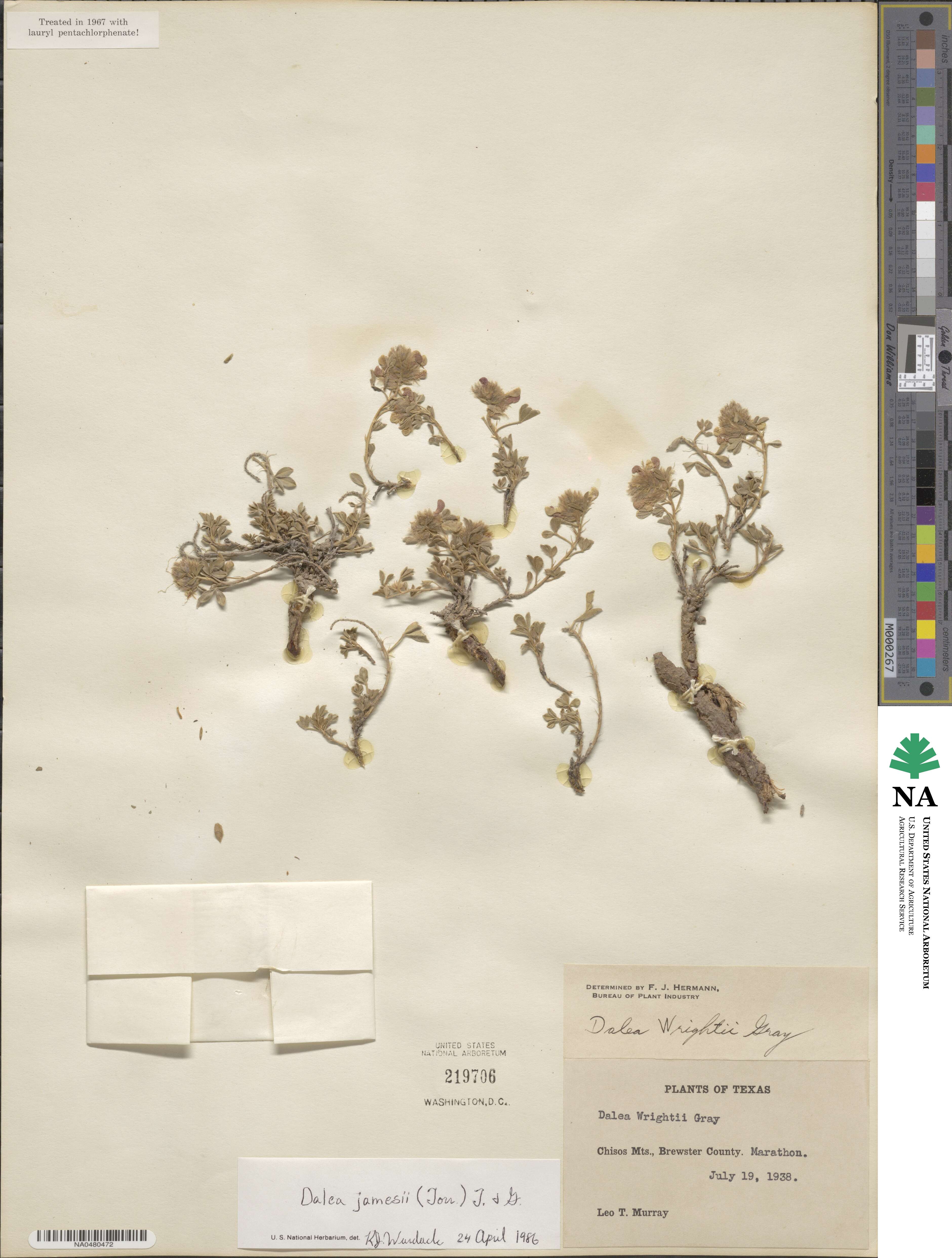 Dalea jamesii image