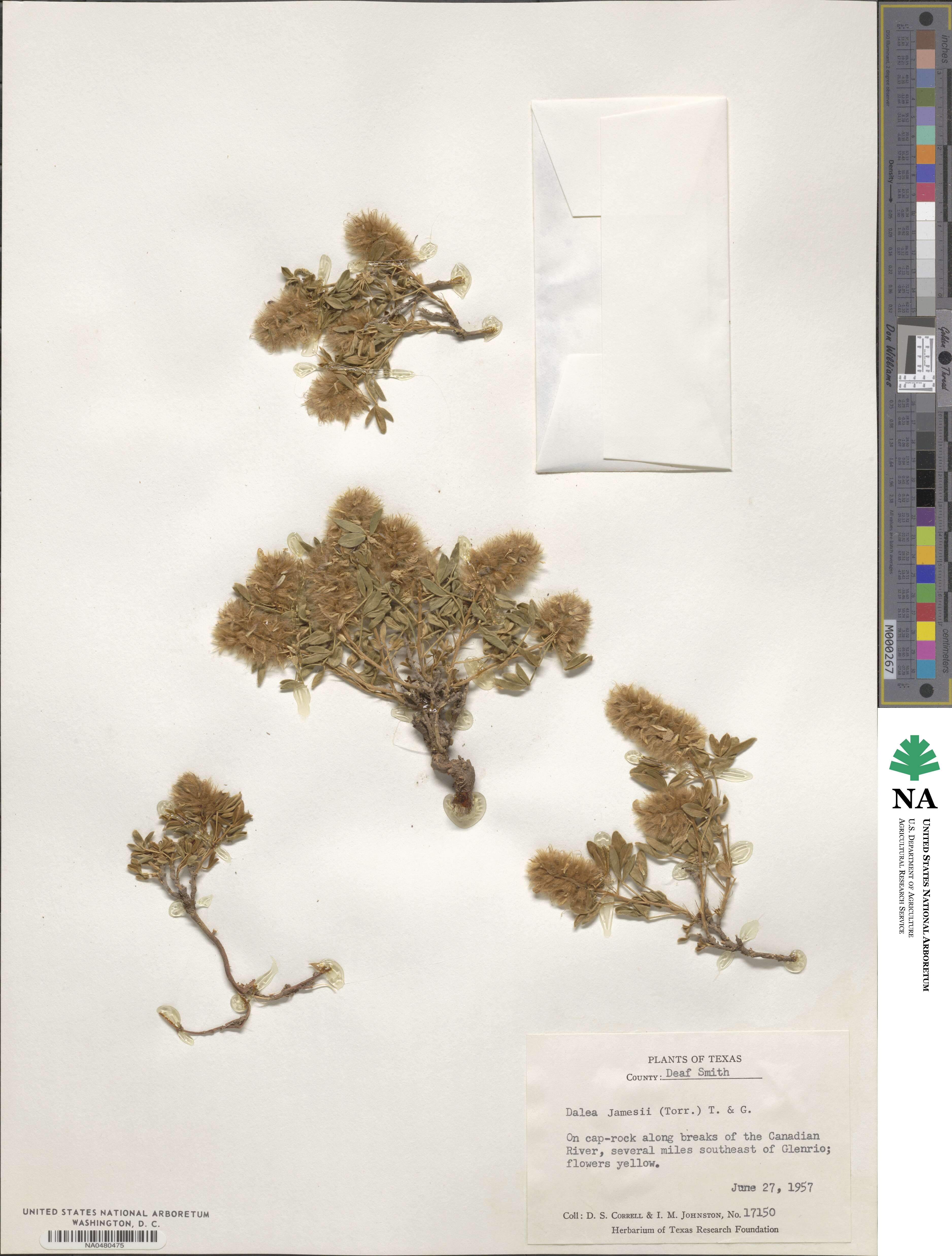 Dalea jamesii image