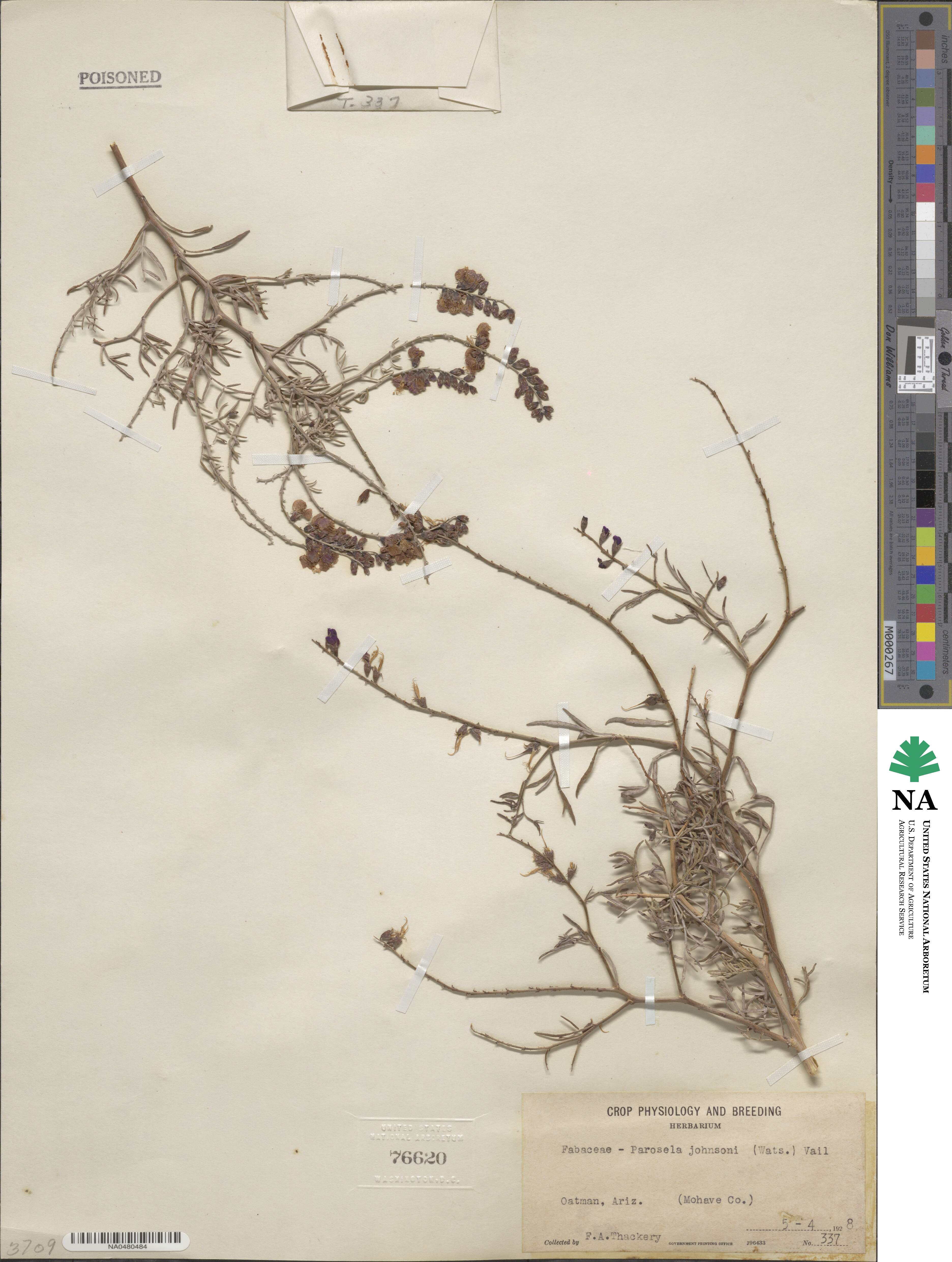 Psorothamnus fremontii image