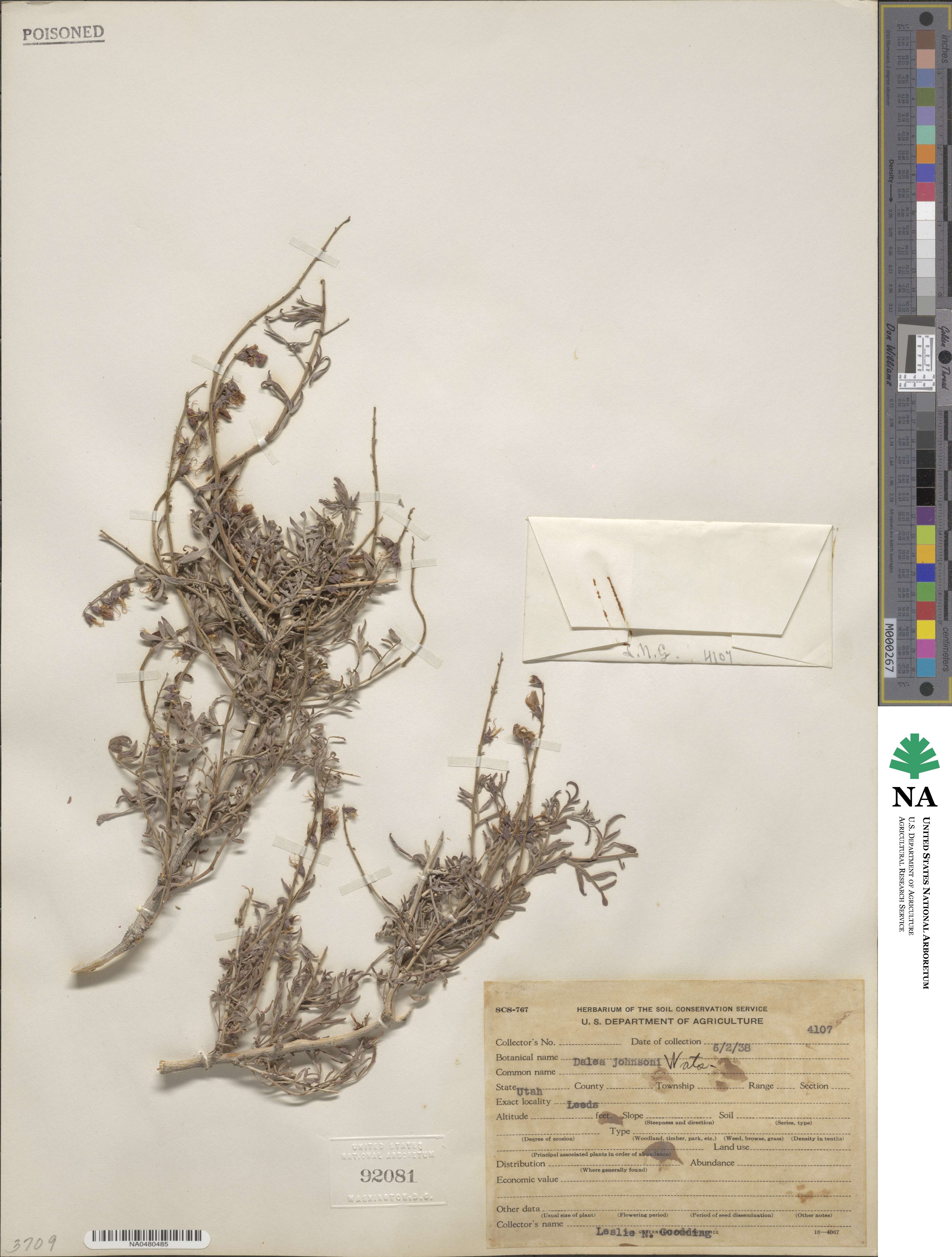 Psorothamnus fremontii var. fremontii image