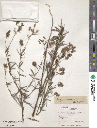 Lespedeza angustifolia image