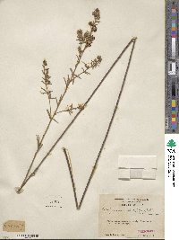 Lespedeza angustifolia image