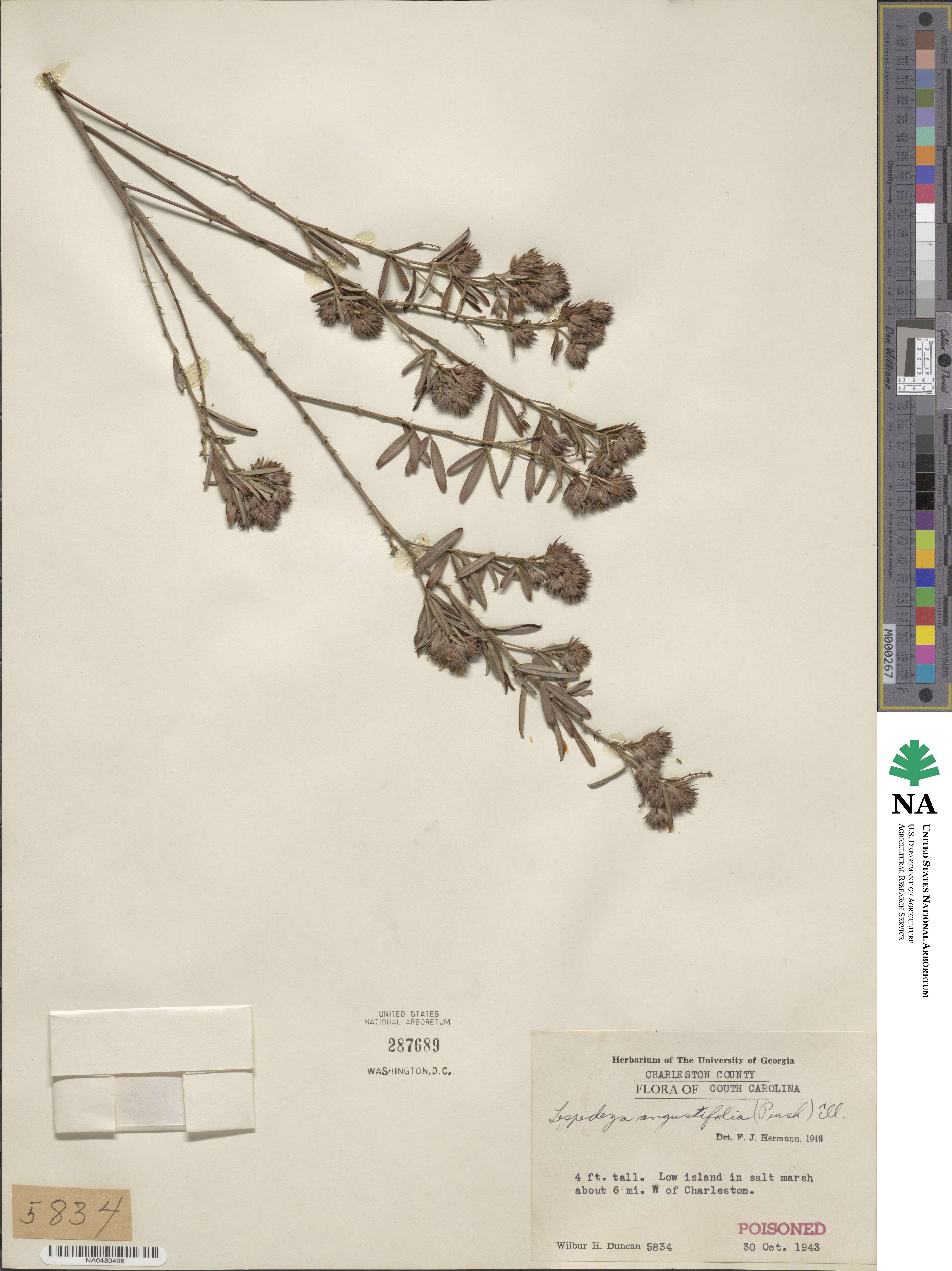 Lespedeza angustifolia image