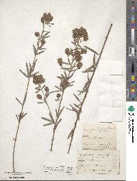 Lespedeza angustifolia image