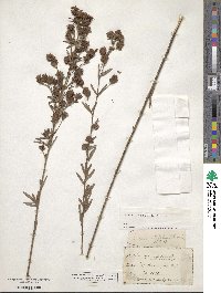 Lespedeza angustifolia image