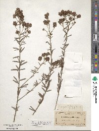 Lespedeza angustifolia image