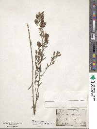 Lespedeza angustifolia image