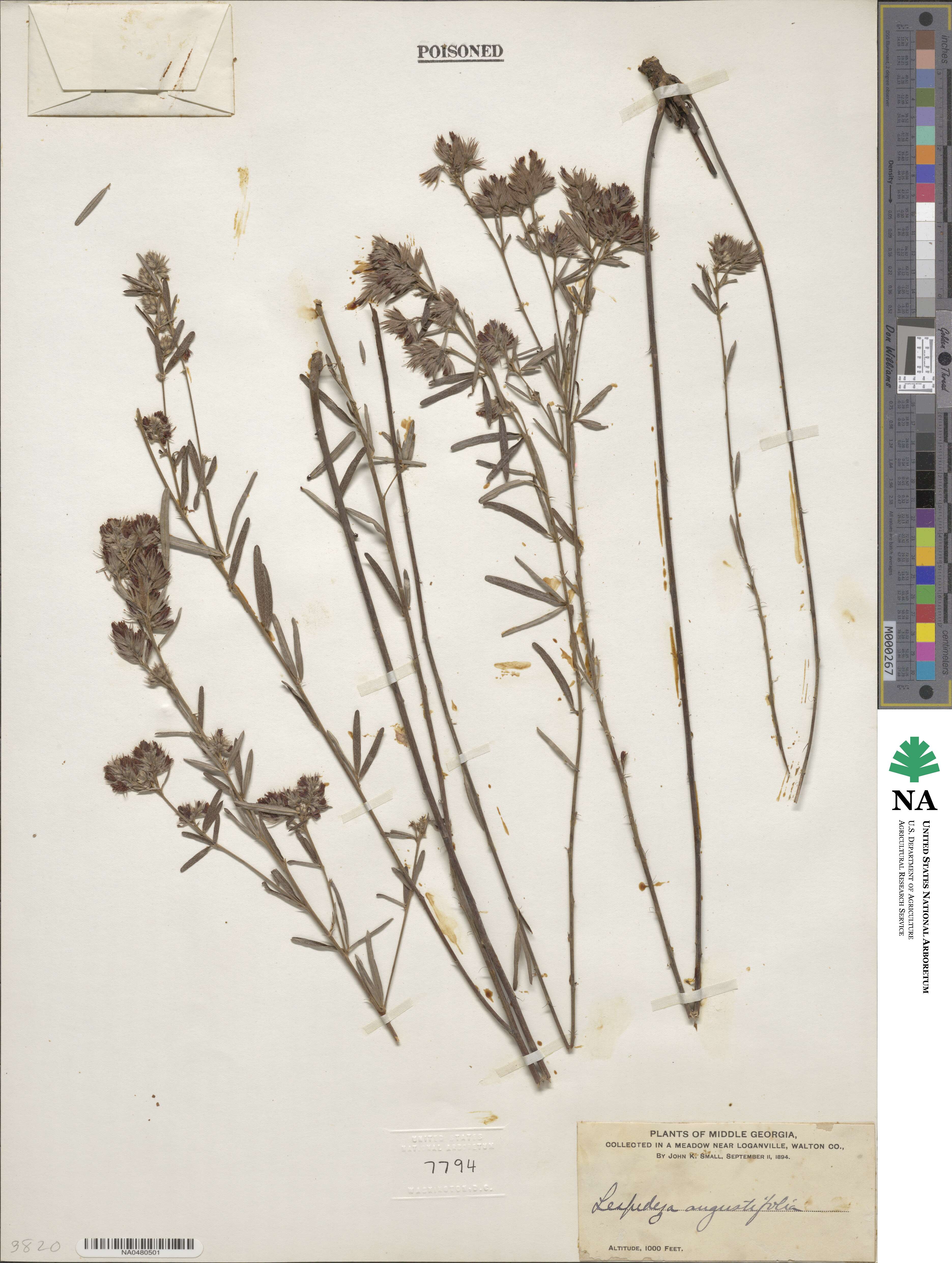 Lespedeza angustifolia image