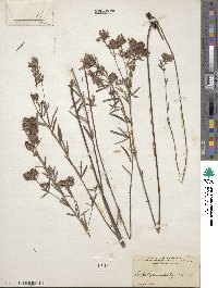 Lespedeza angustifolia image