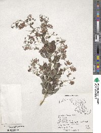 Lespedeza bicolor image