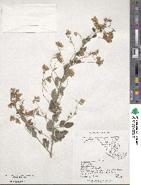 Lespedeza bicolor image