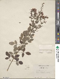 Lespedeza bicolor image