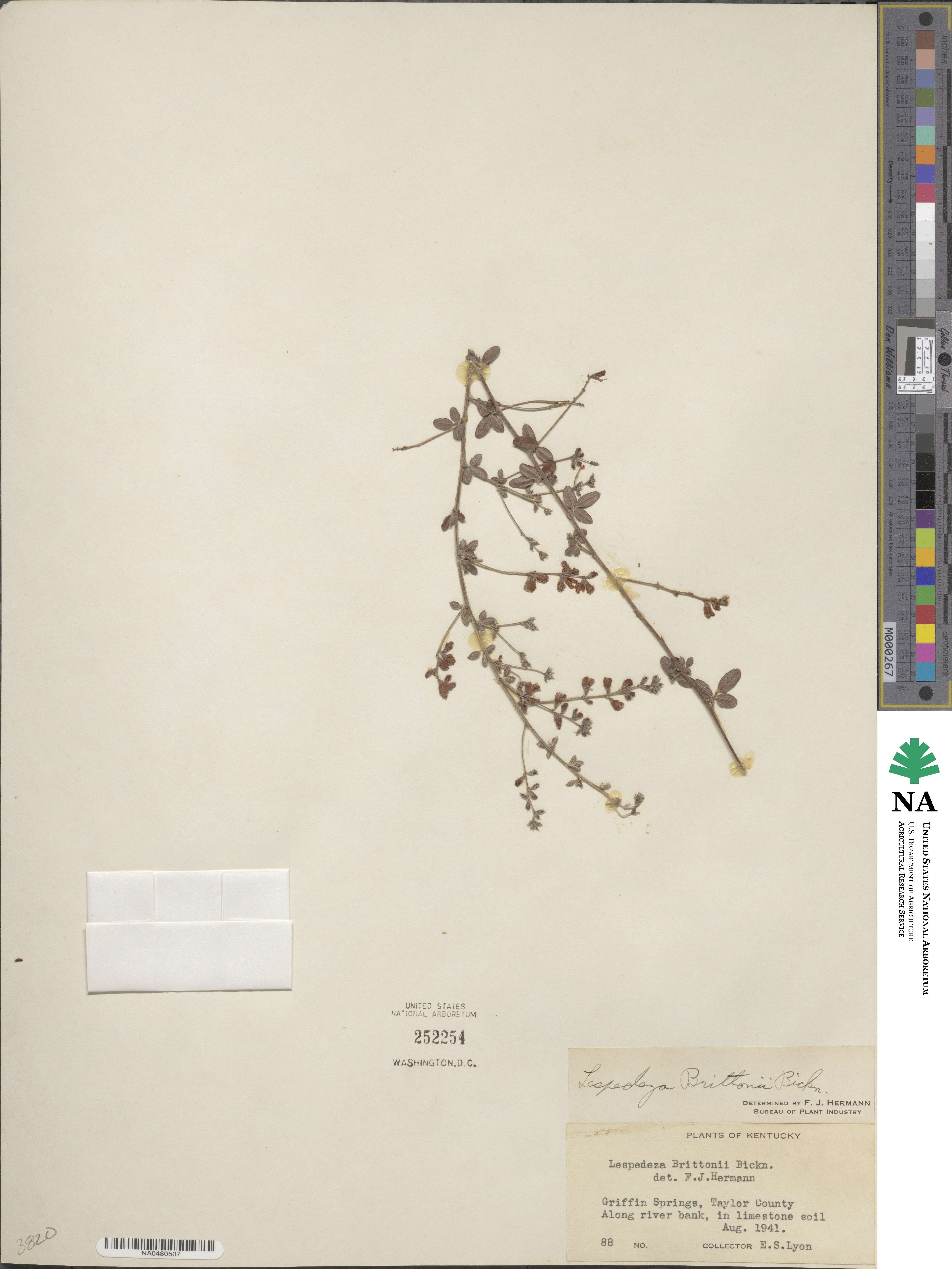 Lespedeza × brittonii image