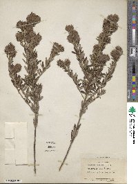 Lespedeza capitata image