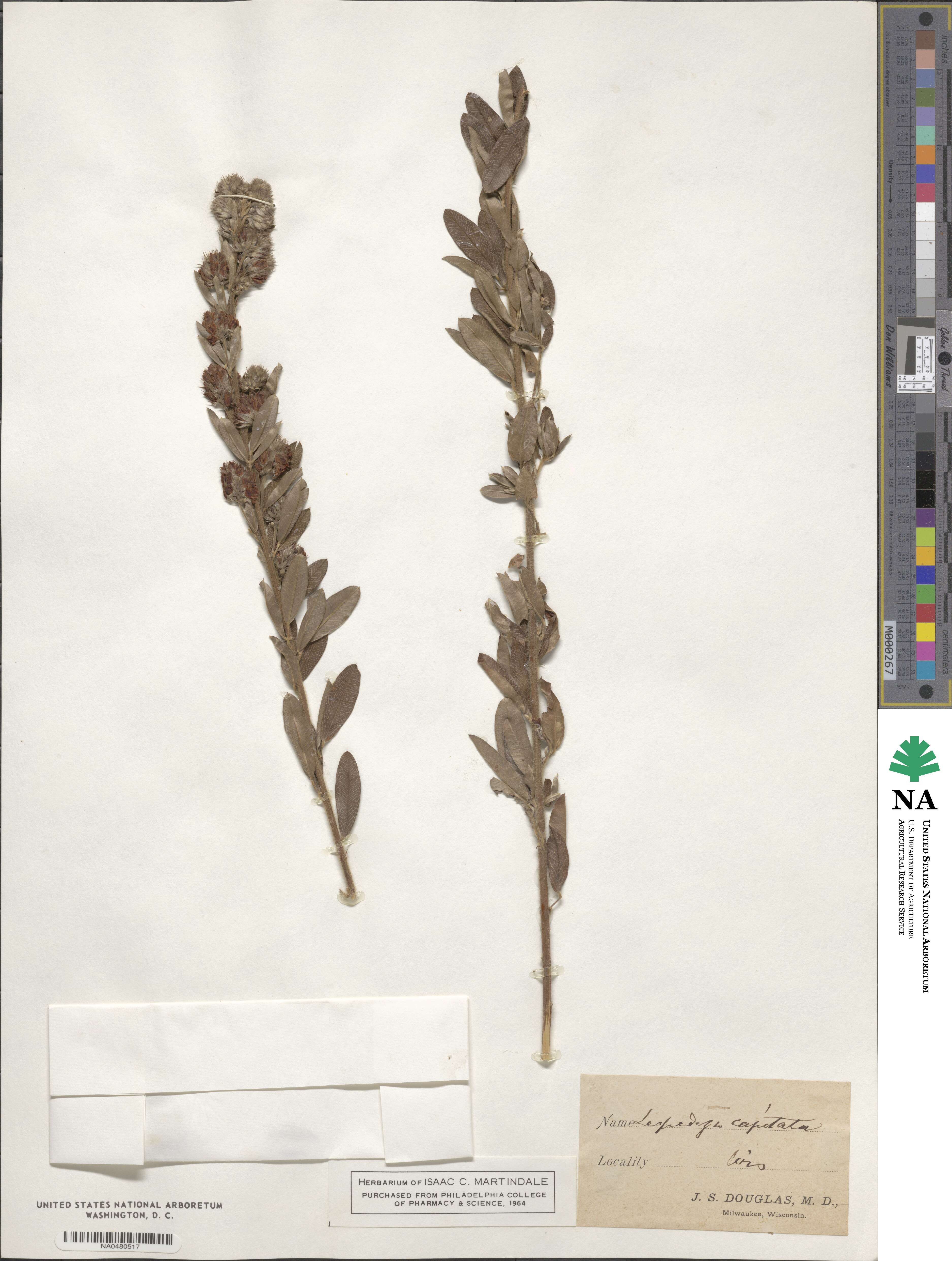 Lespedeza capitata image