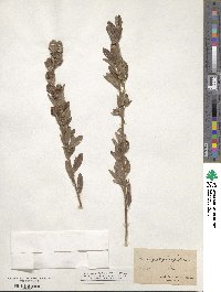 Lespedeza capitata image