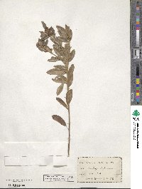 Lespedeza capitata image