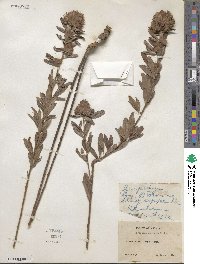 Lespedeza capitata image