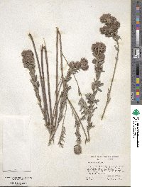 Lespedeza capitata image