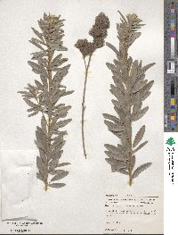 Lespedeza capitata image