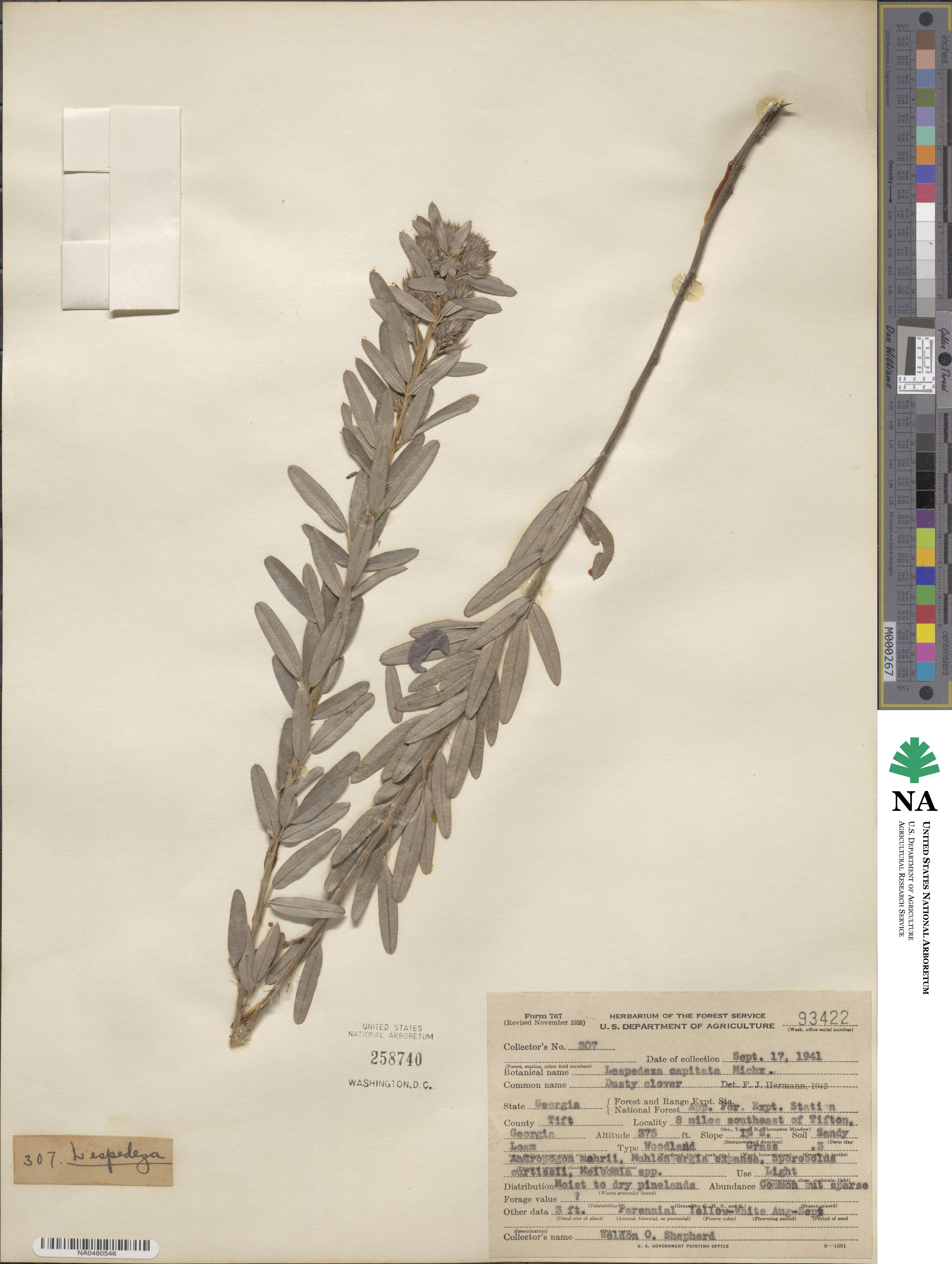Lespedeza capitata image