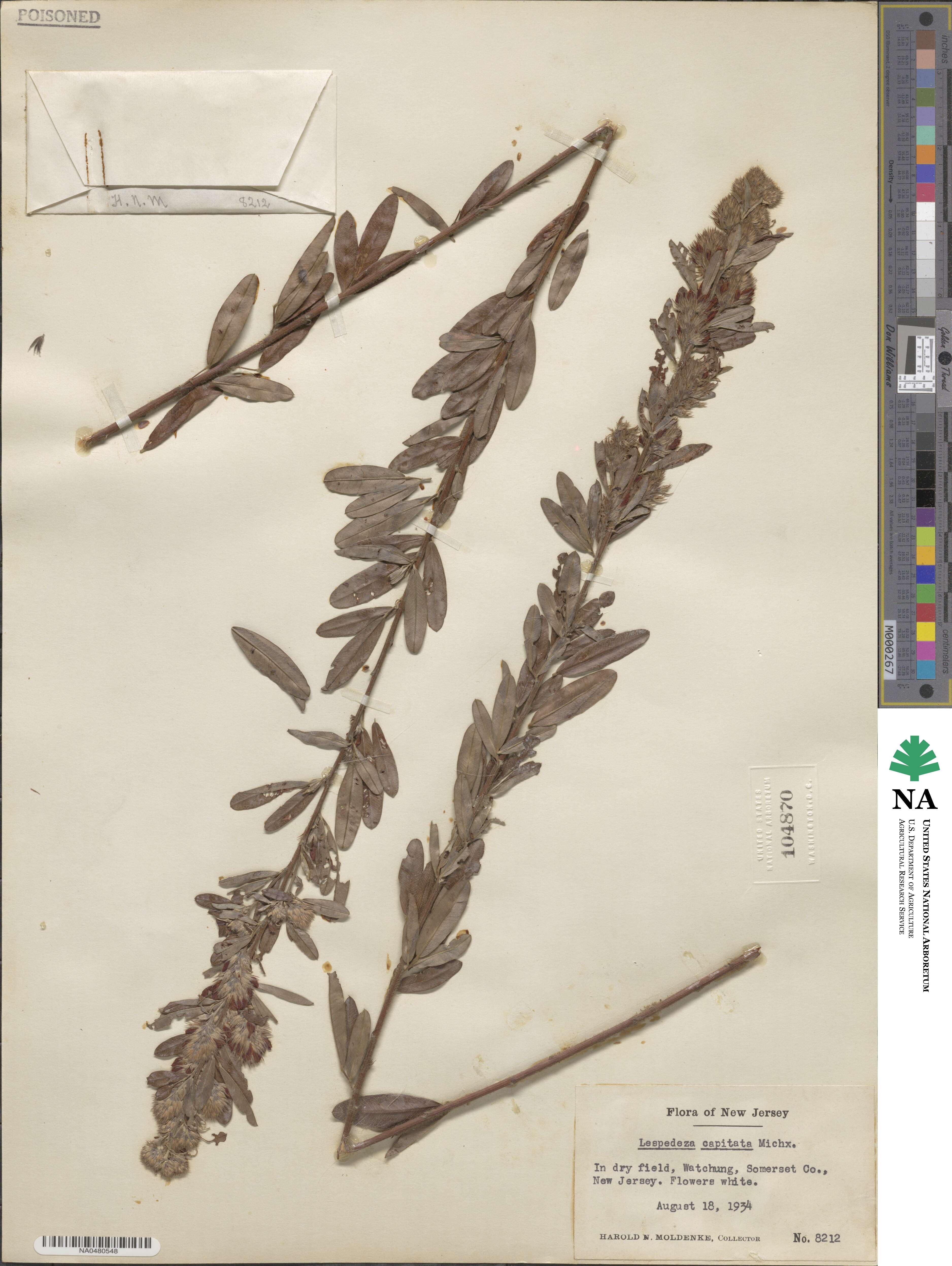 Lespedeza capitata image
