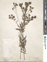 Lespedeza angustifolia image