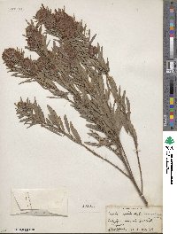 Lespedeza angustifolia image