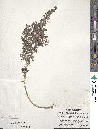 Lespedeza cuneata image