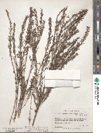 Lespedeza cuneata image