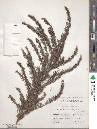 Lespedeza cuneata image