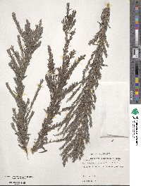 Lespedeza cuneata image