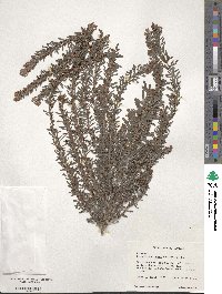 Lespedeza cuneata image