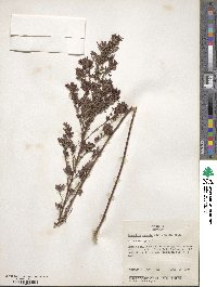 Lespedeza cuneata image