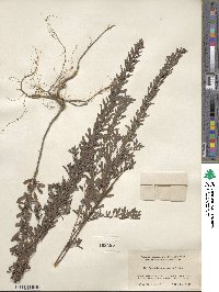 Lespedeza cuneata image