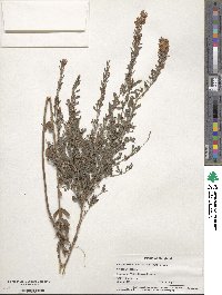 Lespedeza cuneata image