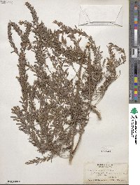 Lespedeza cuneata image