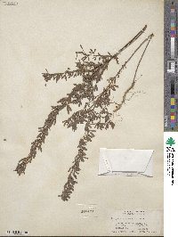 Lespedeza cuneata image