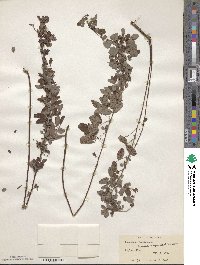 Lespedeza intermedia image