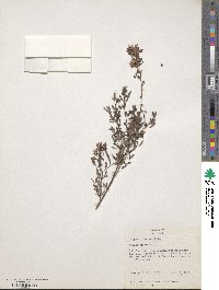 Lespedeza juncea image