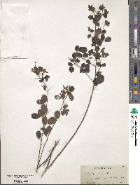 Lespedeza hirta image