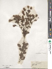 Lespedeza hirta image