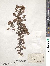 Lespedeza hirta image