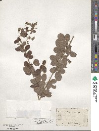 Lespedeza hirta image