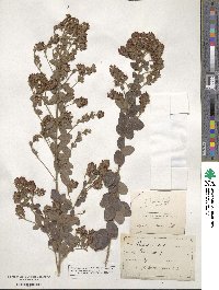 Lespedeza hirta image