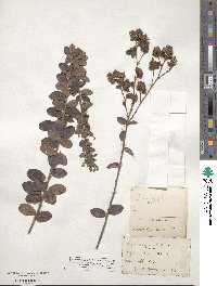 Lespedeza hirta image